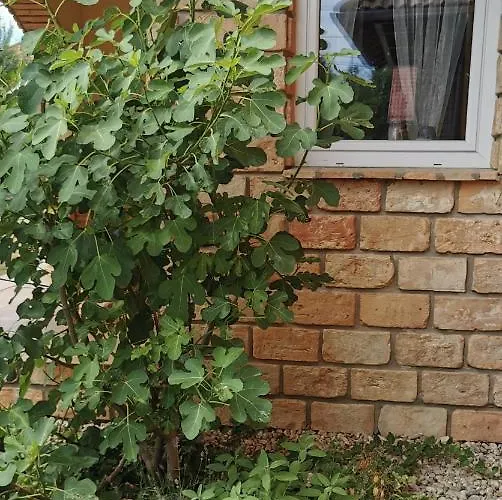 Lägenhet Mediterrania Keszthely